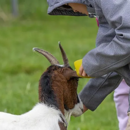 Friesenhof Janssen - Urlaub Auf Dem Bauernhof